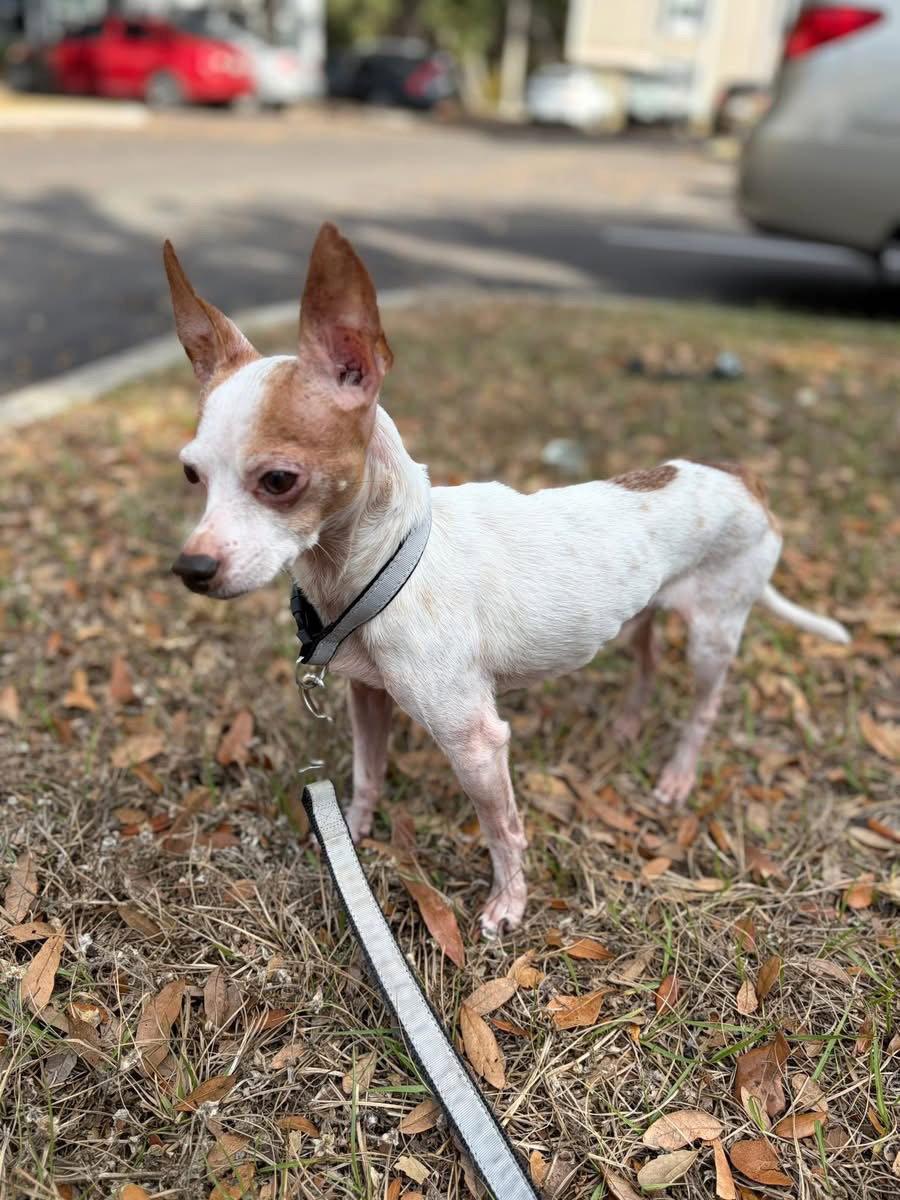Enlarge Leo, a Adoptable Chihuahua in Osteen, FL image 2/3
