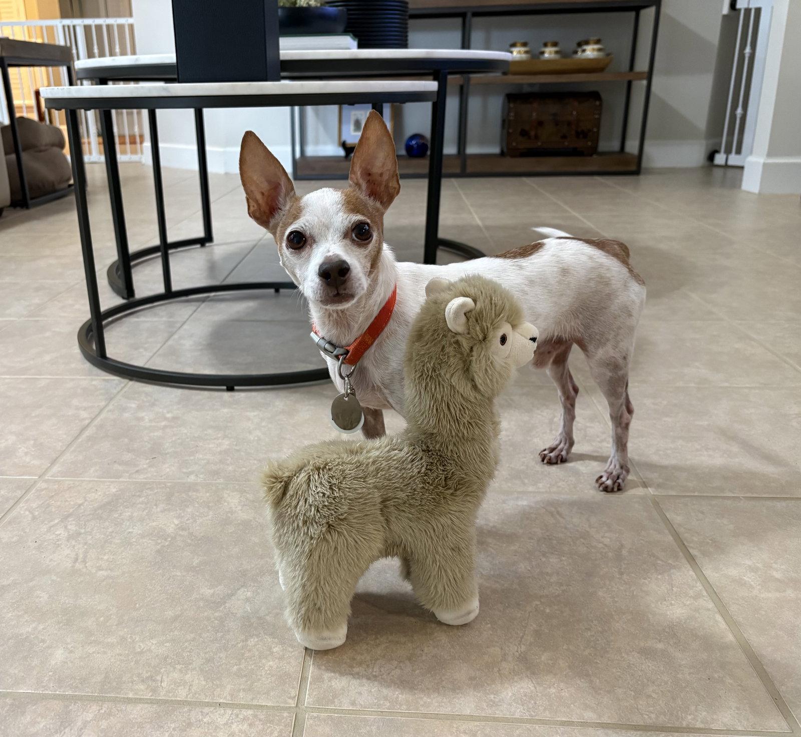 Enlarge Leo, a Adoptable Chihuahua in Osteen, FL image 3/3