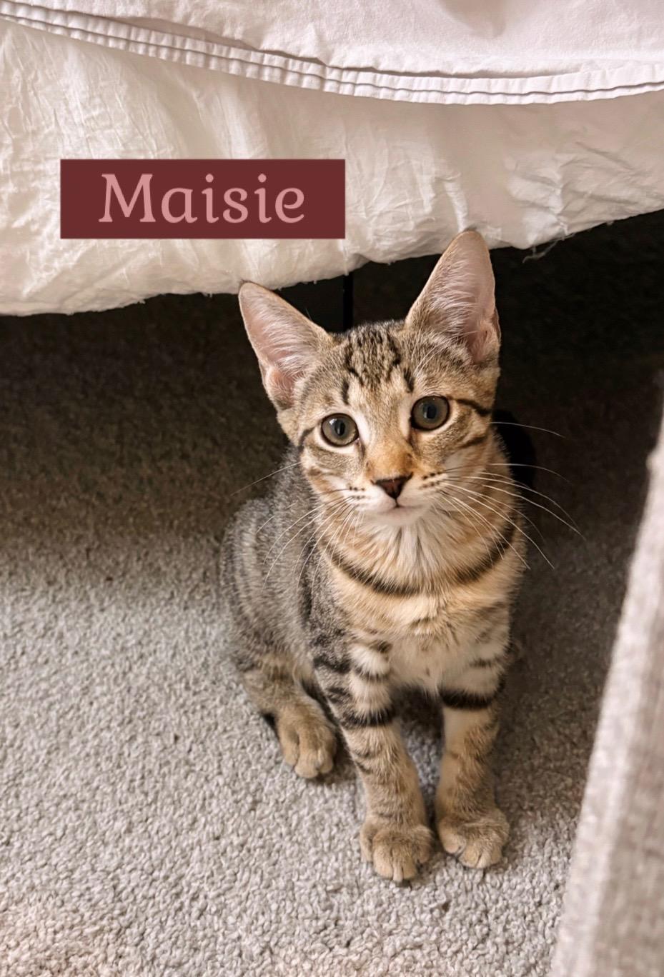 Maisie, Adoptable, Young Female Domestic Short Hair.