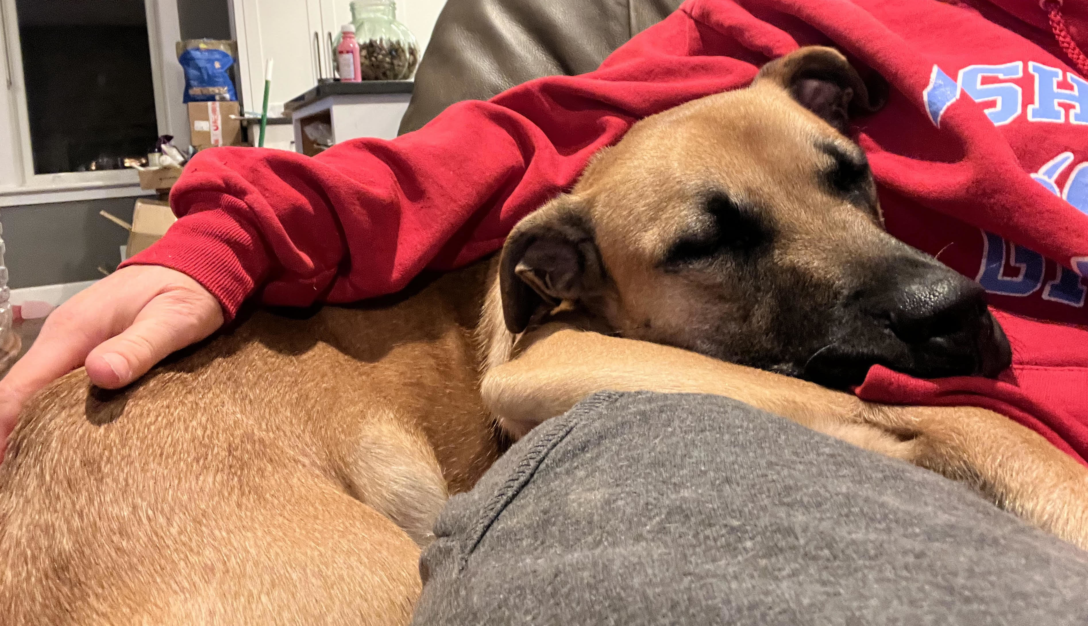 Jasper, Adopted, Young Male Mixed Breed & Cattle Dog.