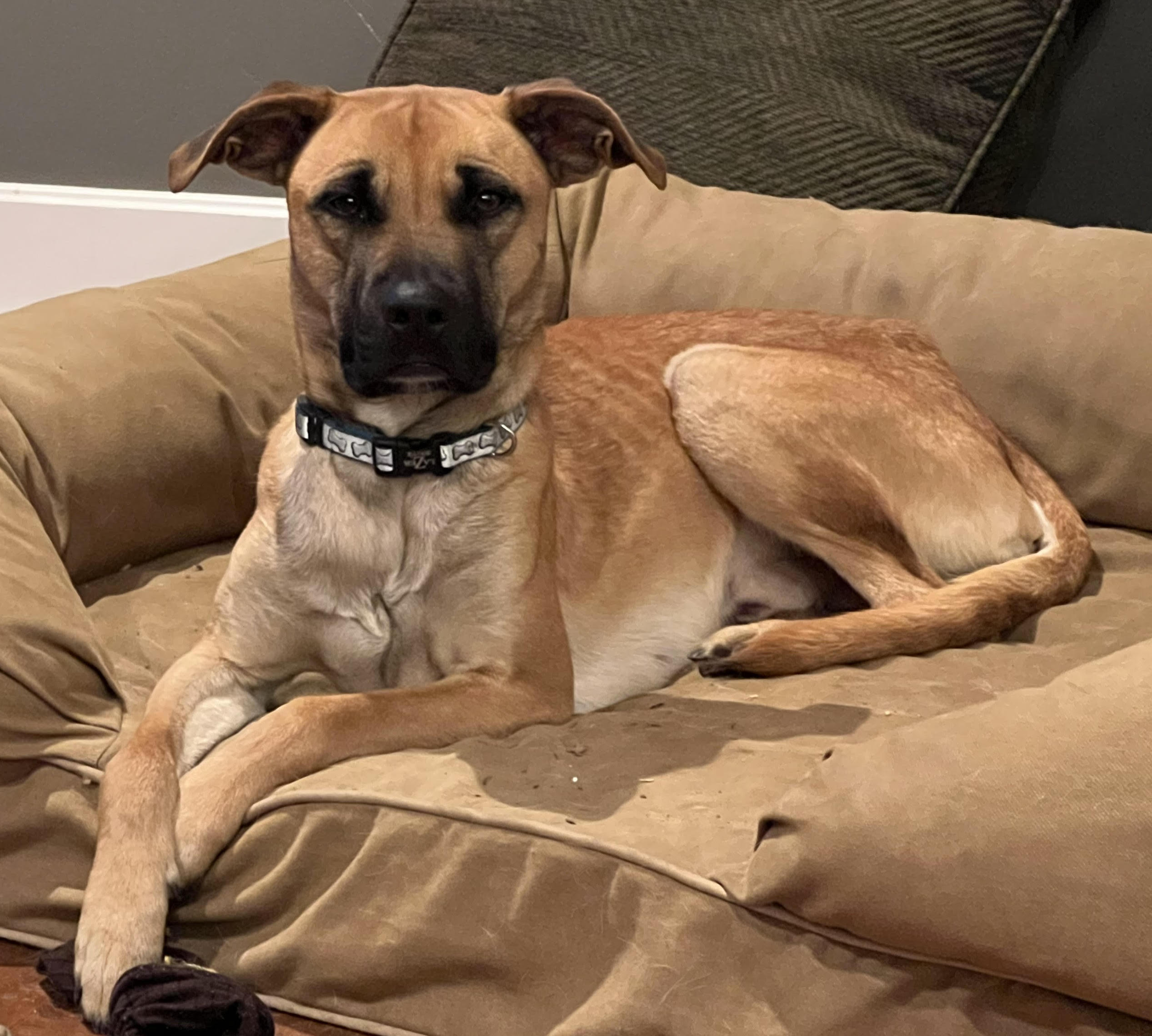 Enlarge Jasper, a Adopted mixed breed in Talent, OR image 2/6