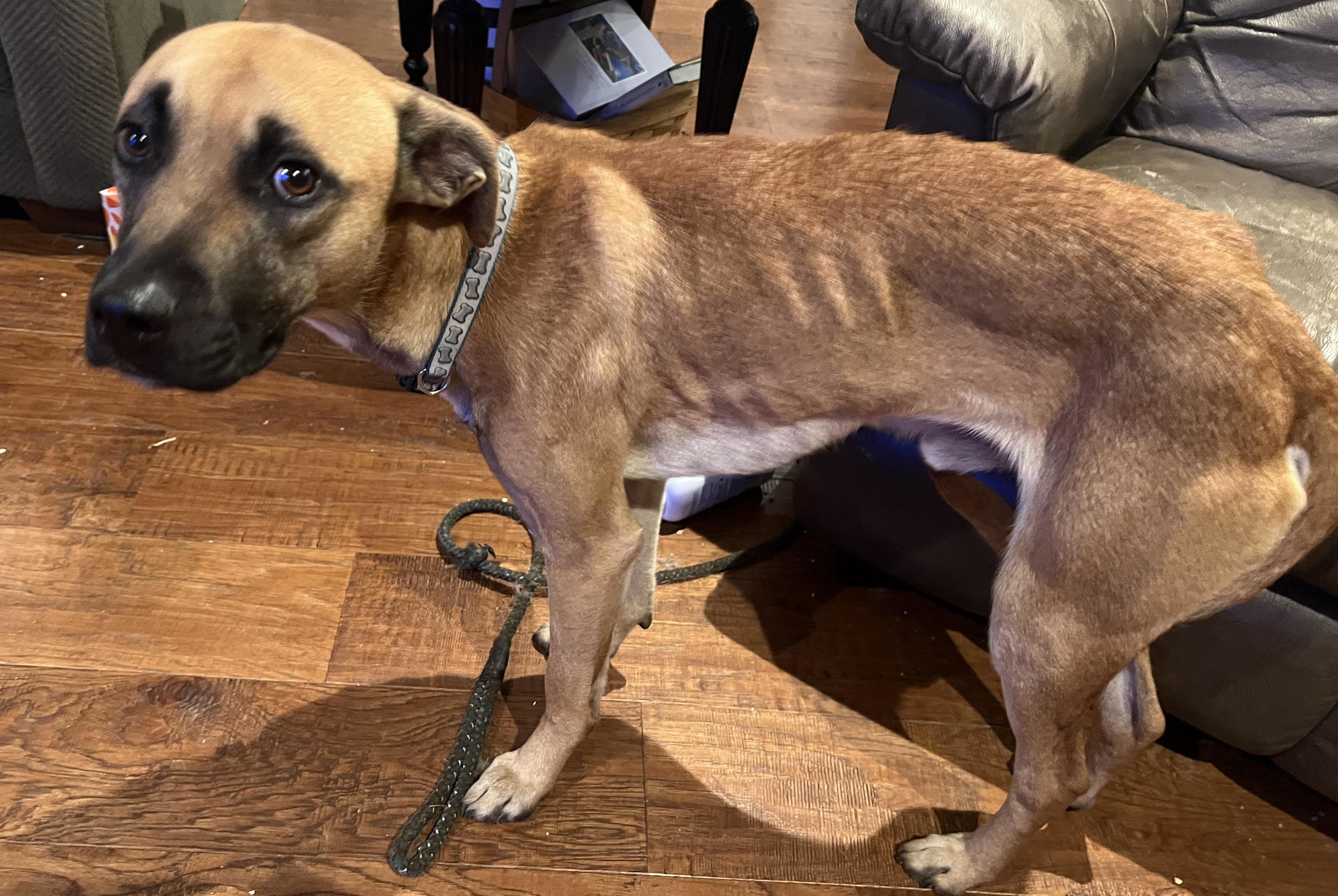 Enlarge Jasper, a Adopted mixed breed in Talent, OR image 3/6