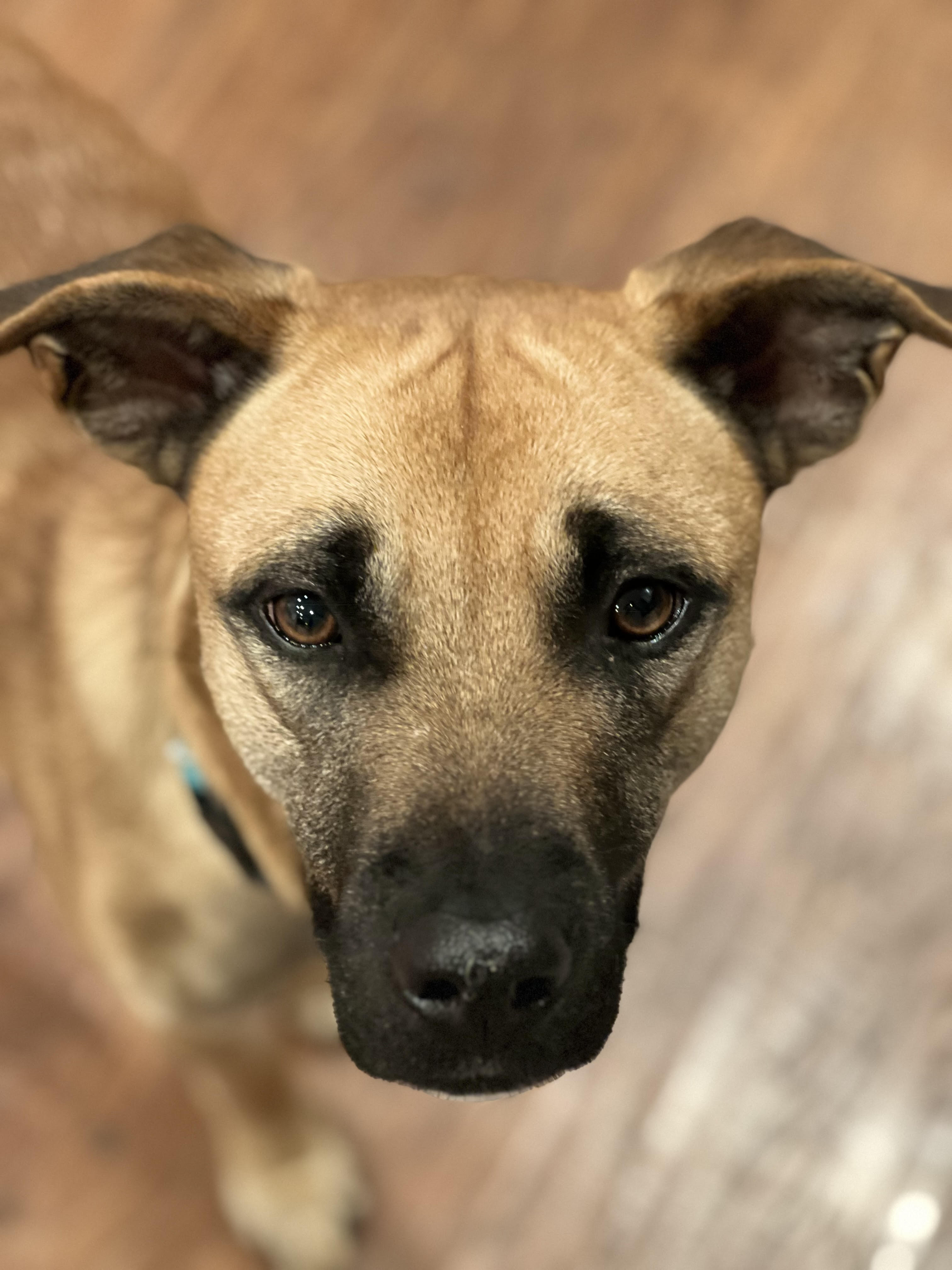 Enlarge Jasper, a Adopted mixed breed in Talent, OR image 4/6