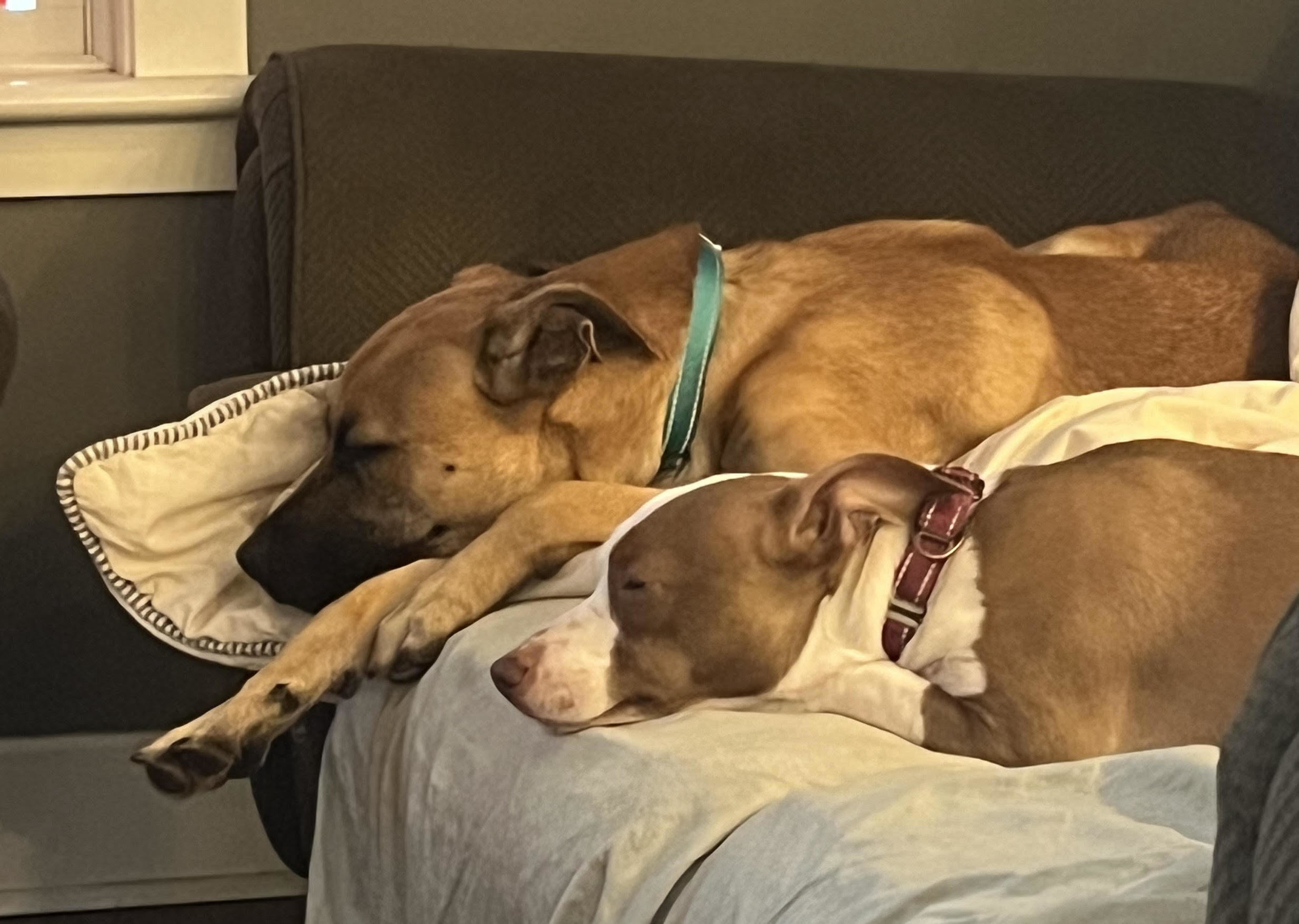 Enlarge Jasper, a Adopted mixed breed in Talent, OR image 5/6