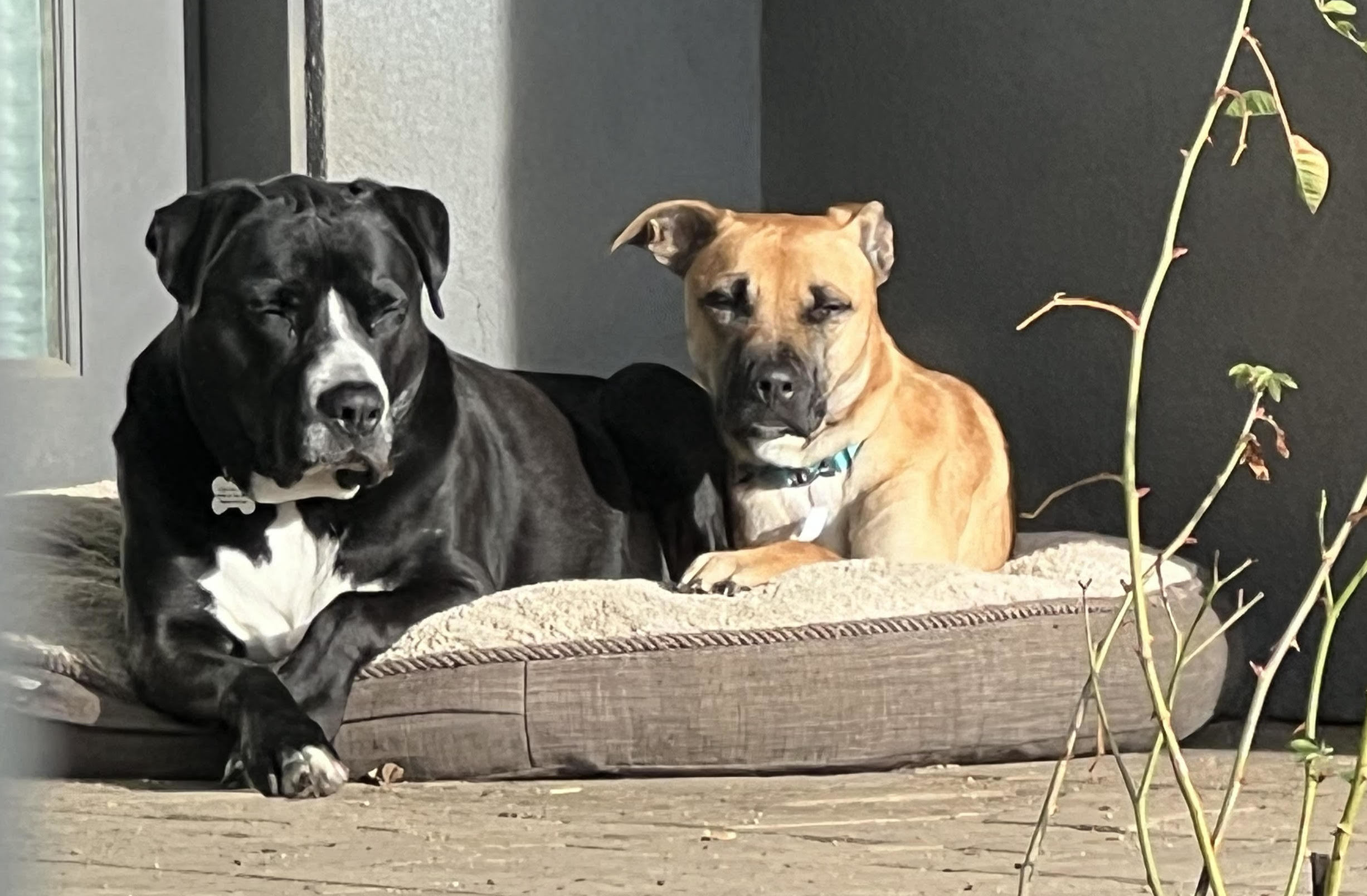 Enlarge Jasper, a Adopted mixed breed in Talent, OR image 6/6