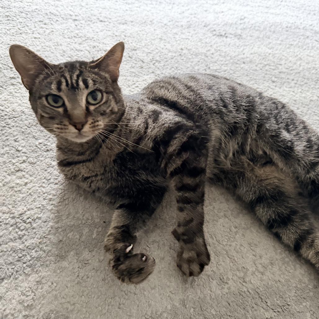 Millie- $25 Bissell Sponsored Adoption Fee!, a Adoptable mixed breed in Staten Island, NY image 1/6