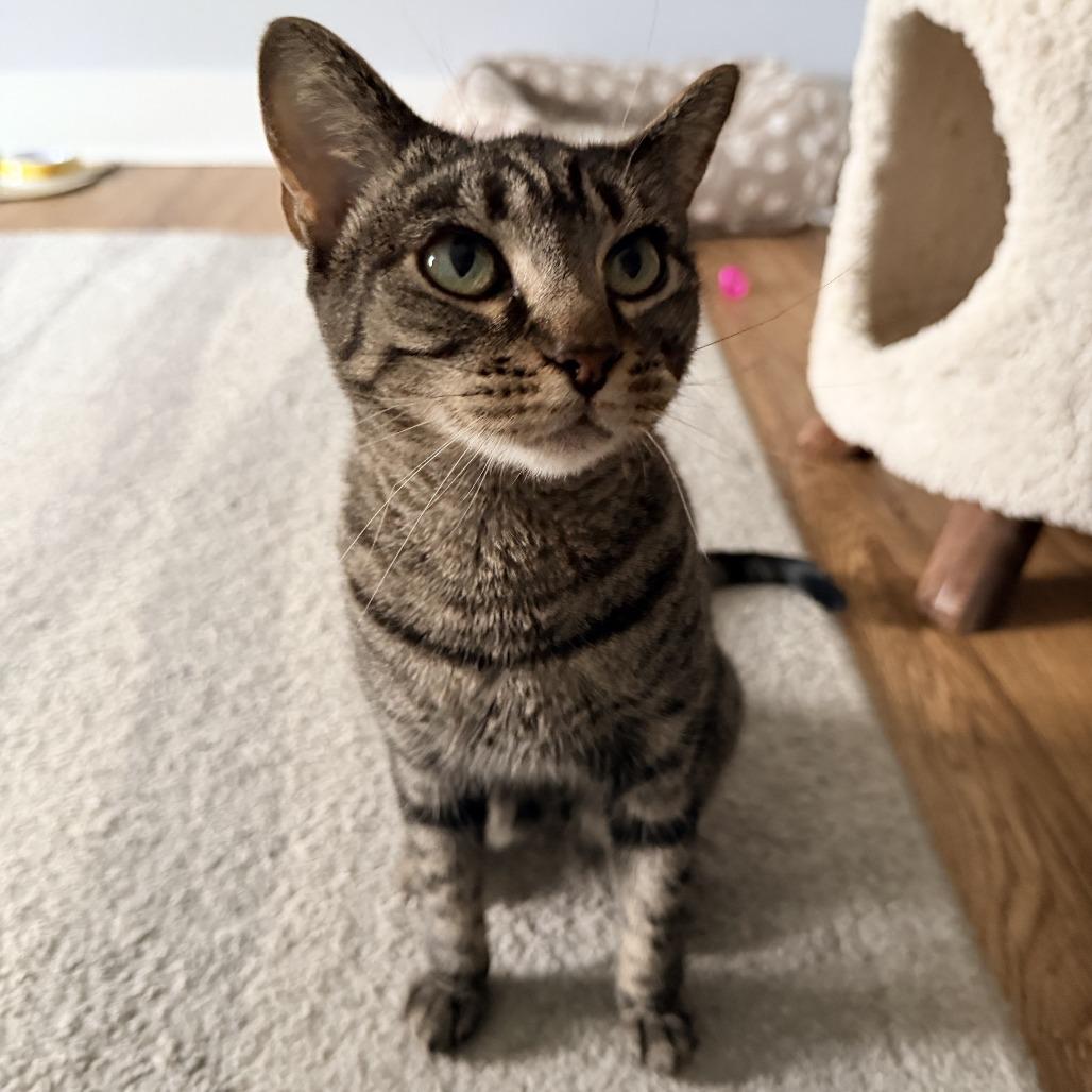 Millie- $25 Bissell Sponsored Adoption Fee!, a Adoptable mixed breed in Staten Island, NY image 2/6