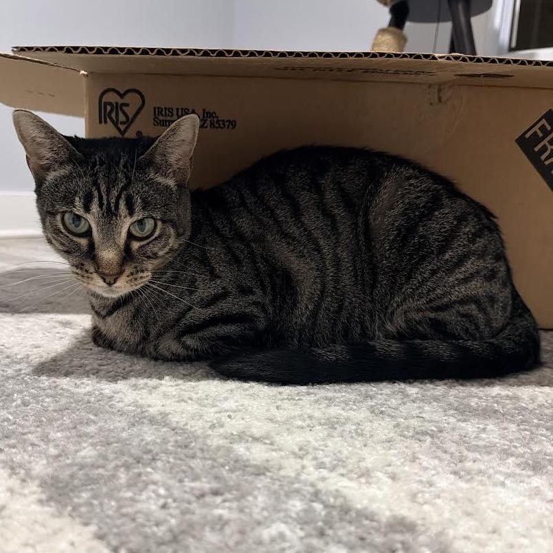 Millie, a Adoptable mixed breed in Staten Island, NY image 3/6