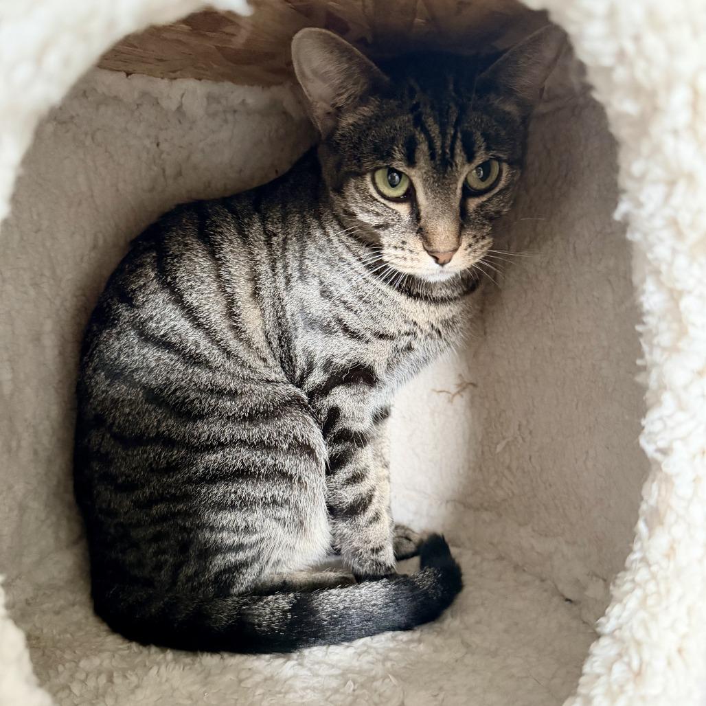 Millie- $25 Bissell Sponsored Adoption Fee!, a Adoptable mixed breed in Staten Island, NY image 3/6