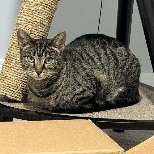 Millie- $25 Bissell Sponsored Adoption Fee!, a Adoptable mixed breed in Staten Island, NY image 4/6