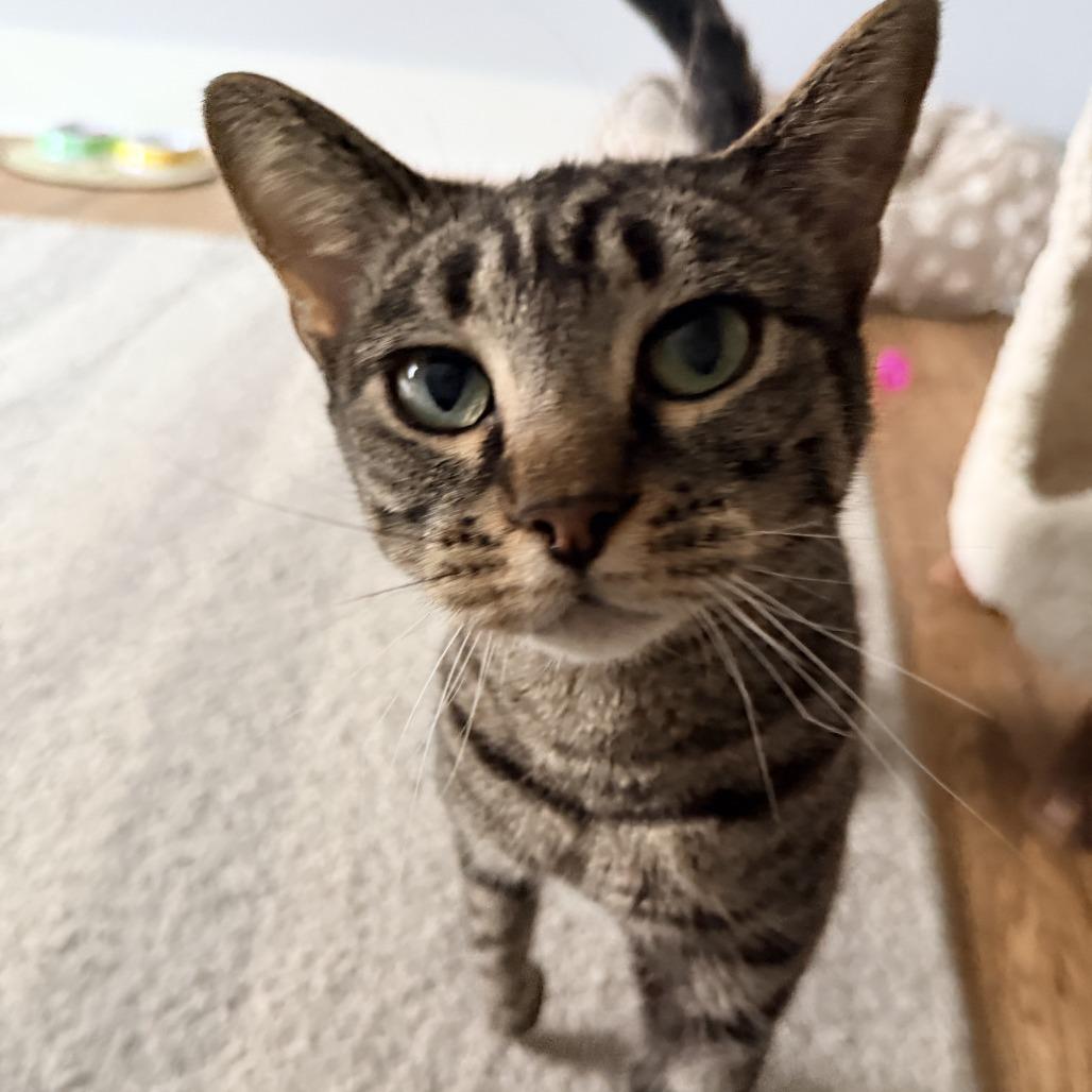 Millie- $25 Bissell Sponsored Adoption Fee!, a Adoptable mixed breed in Staten Island, NY image 6/6