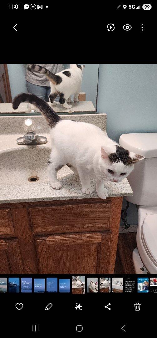 Spicy, a Adoptable Domestic Medium Hair in Waynetown, IN image 1/4