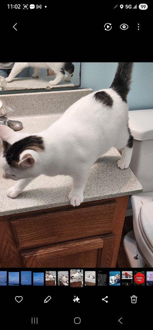 Spicy, a Adoptable Domestic Medium Hair in Waynetown, IN image 2/4