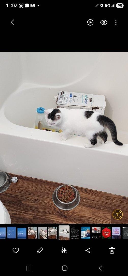 Spicy, a Adoptable Domestic Medium Hair in Waynetown, IN image 3/4