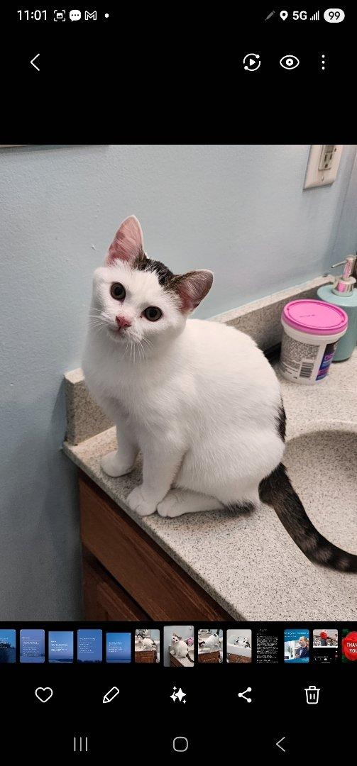 Spicy, a Adoptable Domestic Medium Hair in Waynetown, IN image 4/4