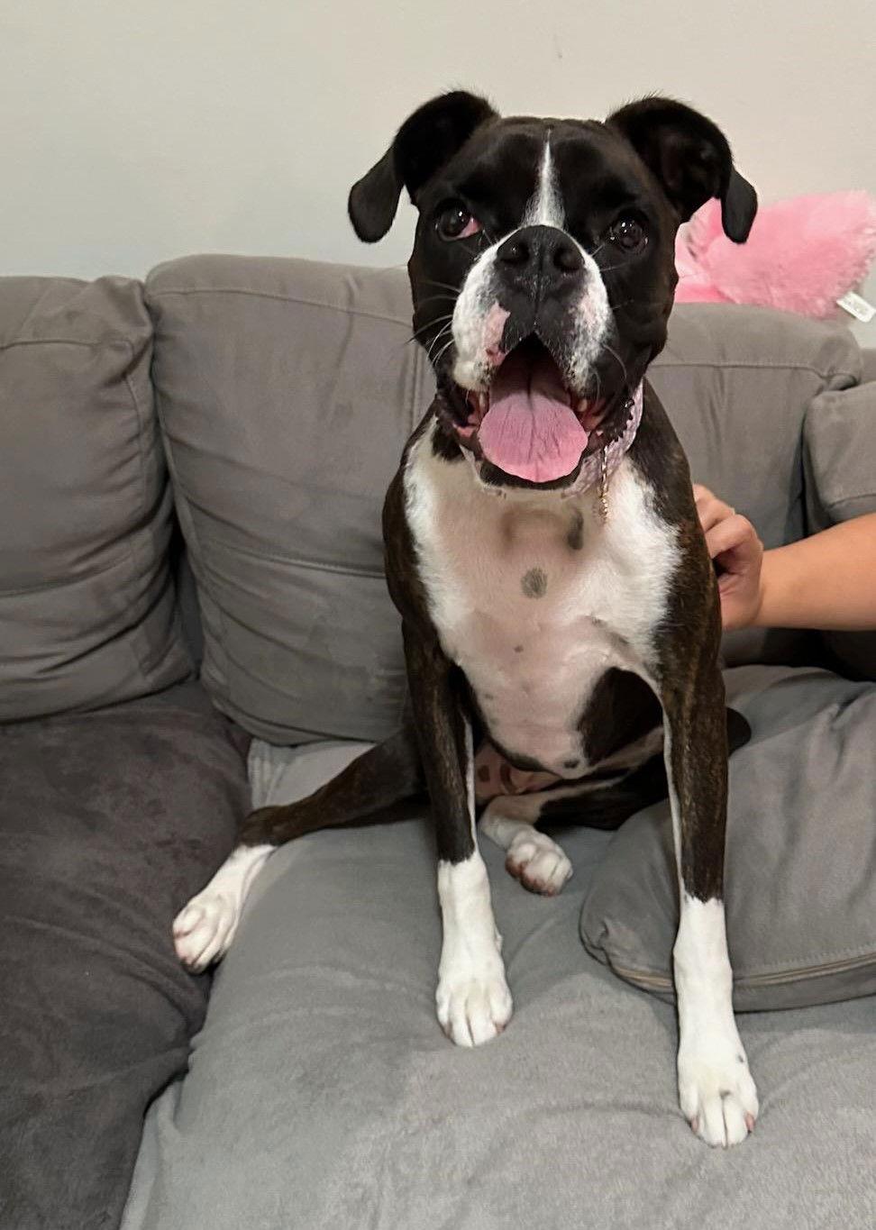 Enlarge Junie F25-018, a Adopted Boxer in Crestview, FL image 1/3