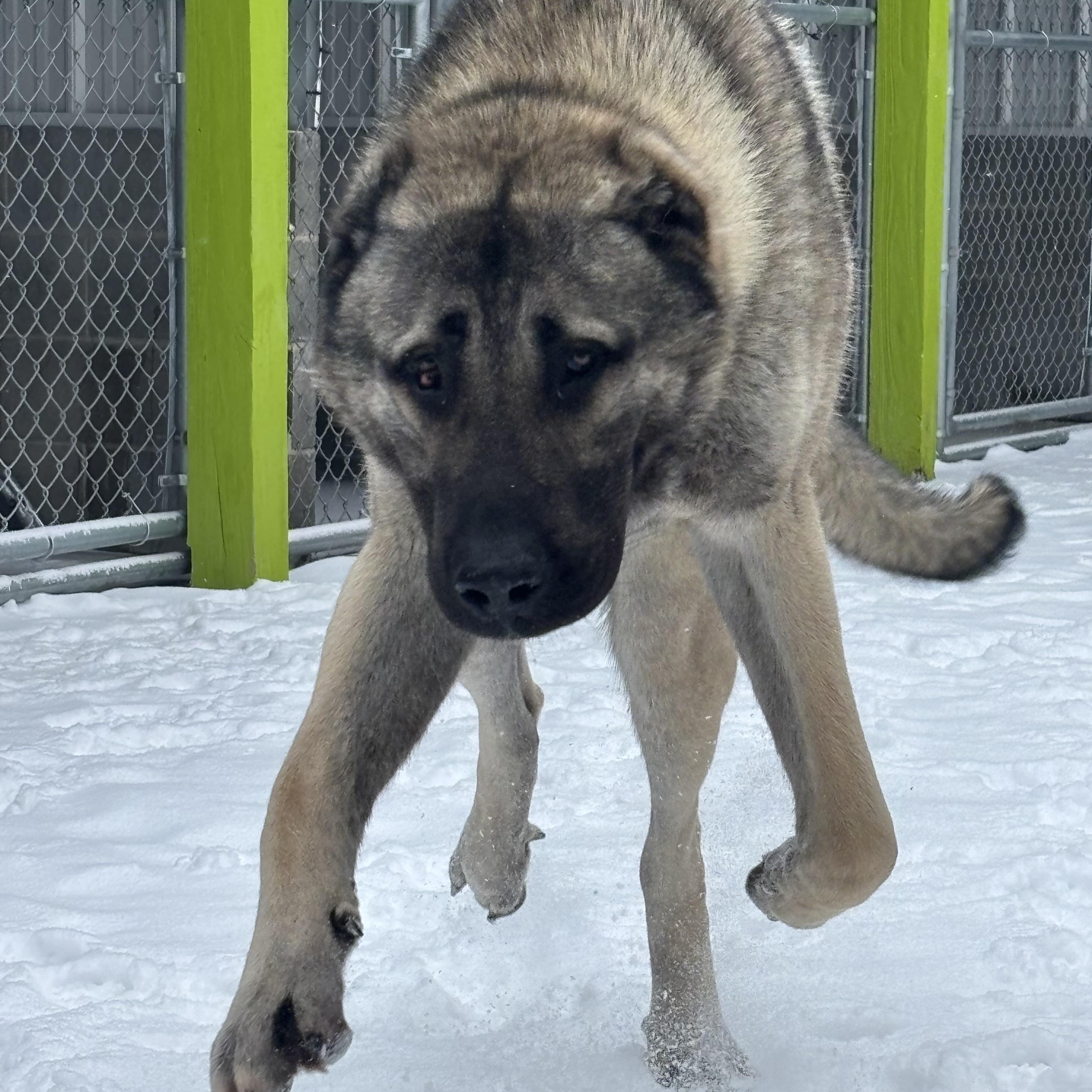 Enlarge Draco, a Adopted Turkish Kangal in Mount Pleasant, MI image 3/4