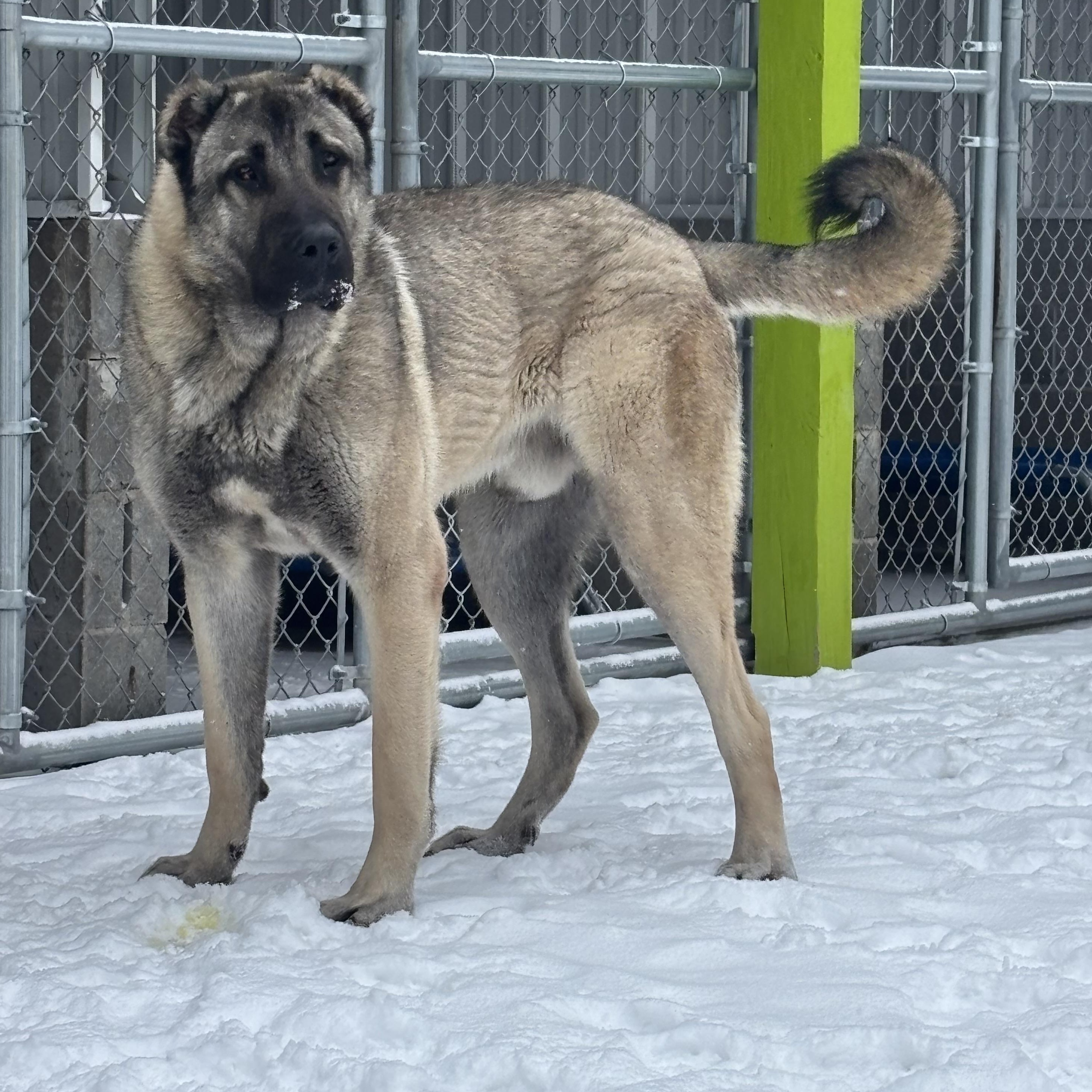 Enlarge Draco, a Adopted Turkish Kangal in Mount Pleasant, MI image 2/4