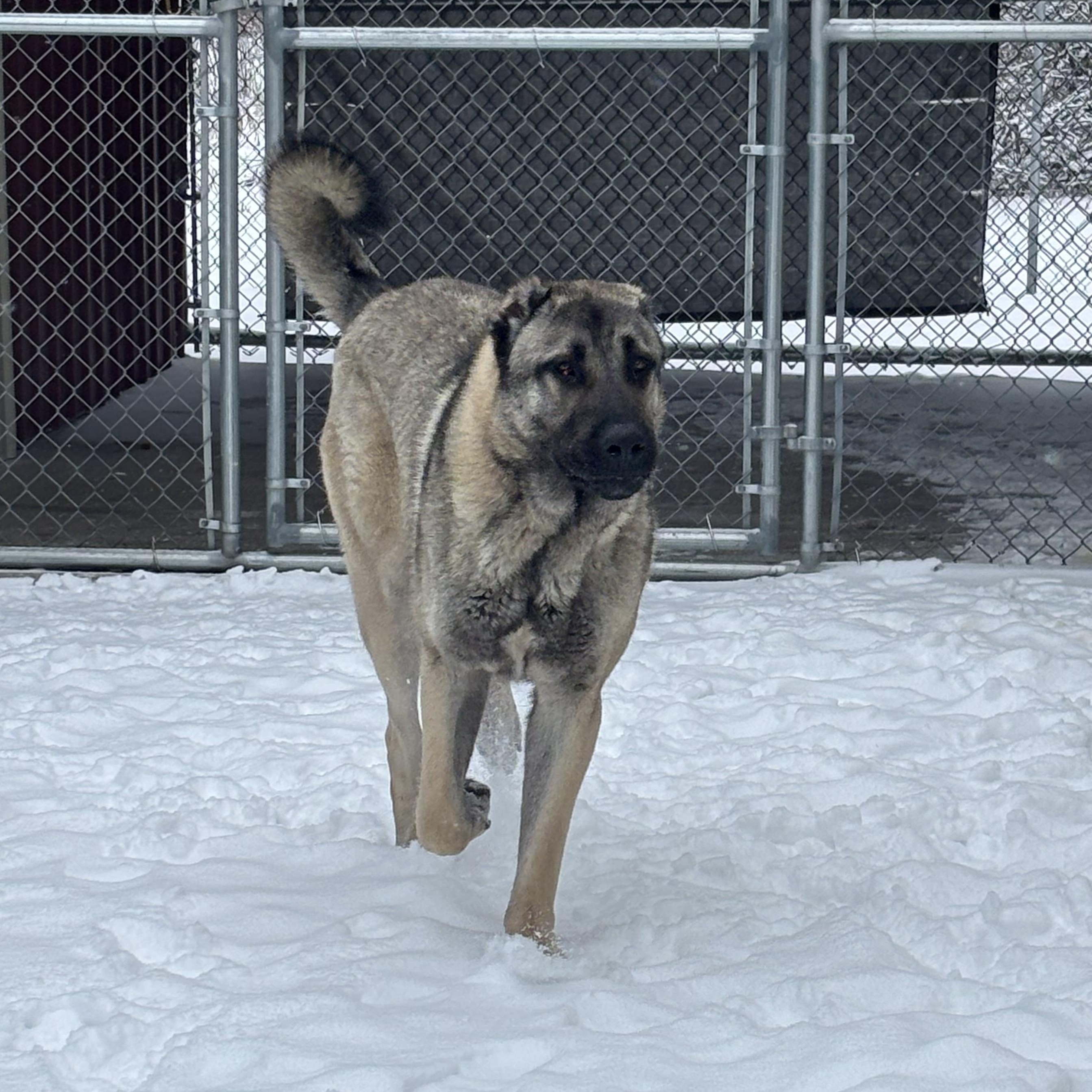 Enlarge Draco, a Adopted Turkish Kangal in Mount Pleasant, MI image 1/4