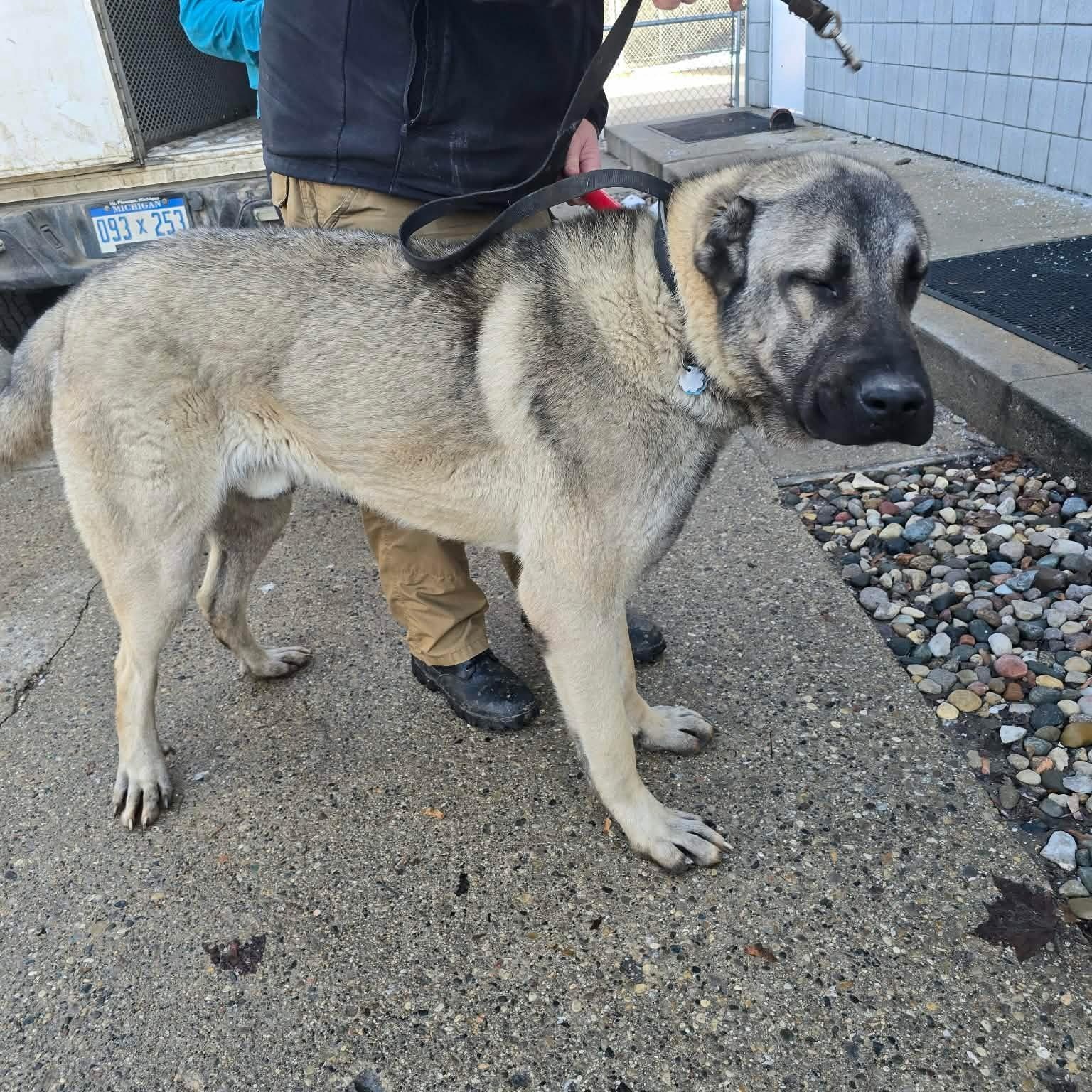 Enlarge Draco, a Adopted Turkish Kangal in Mount Pleasant, MI image 4/4