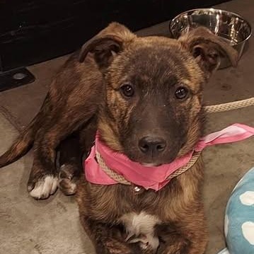 Perry, adopted, Puppy Female Mixed Breed.