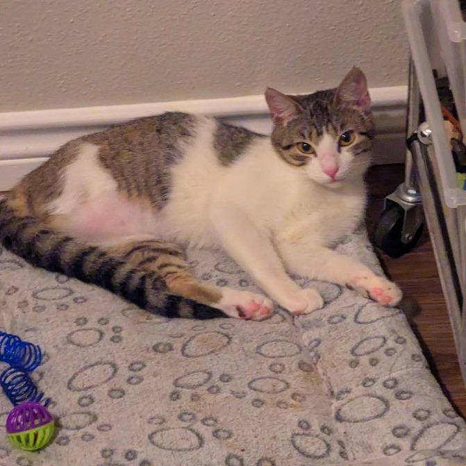 Millie, Adoptable, Young Female Domestic Short Hair.