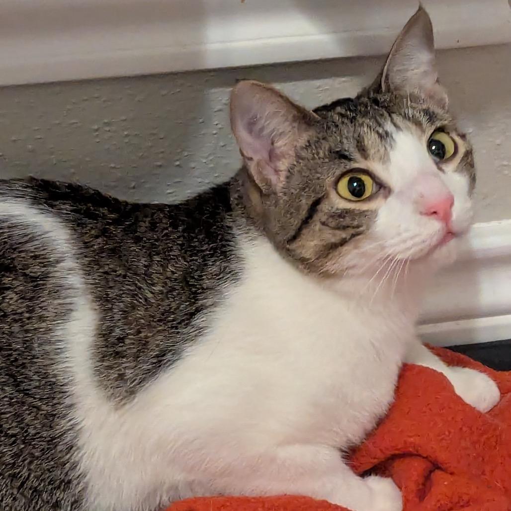 Enlarge Millie, a Adoptable Domestic Short Hair in Boerne, TX image 3/6