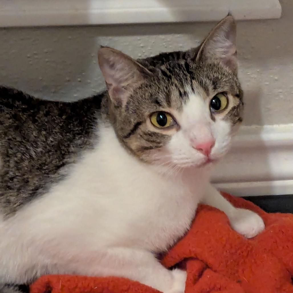 Enlarge Millie, a Adoptable Domestic Short Hair in Boerne, TX image 4/6