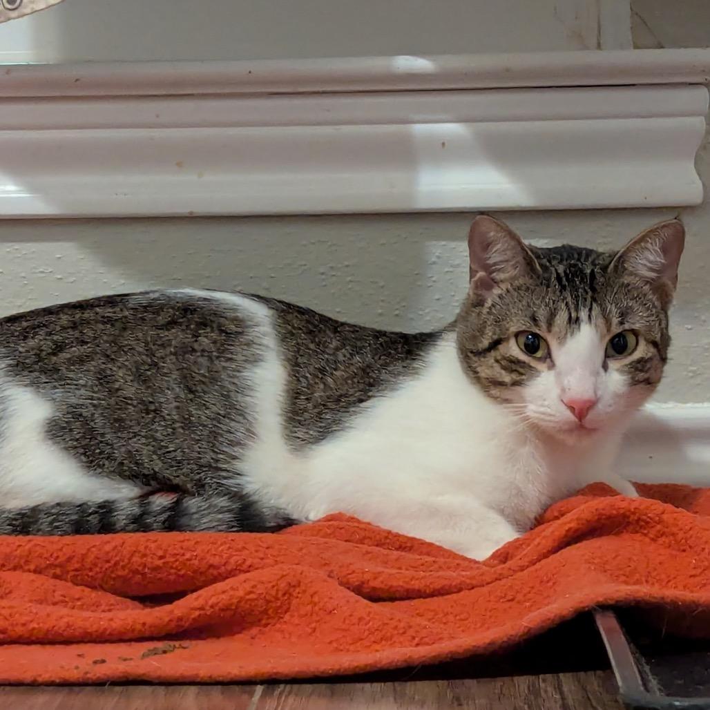 Enlarge Millie, a Adoptable Domestic Short Hair in Boerne, TX image 6/6