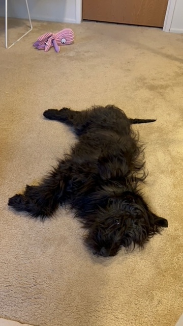 Otis, Adopted, Young Male Wheaten Terrier.