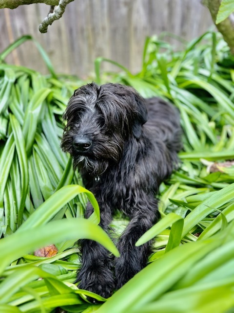 Otis, a Adopted mixed breed in Torrance, CA image 2/6