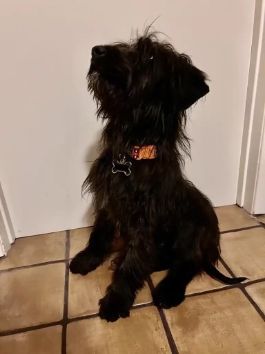 Otis, a Adopted mixed breed in Torrance, CA image 3/6