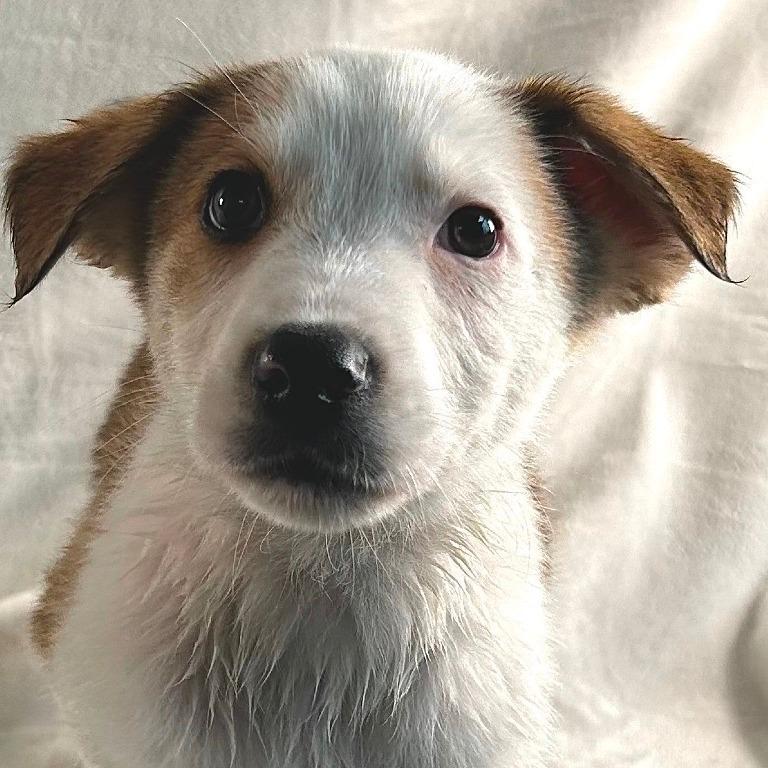 Marvin, a Adoptable mixed breed in Johnson City, TN image 1/2