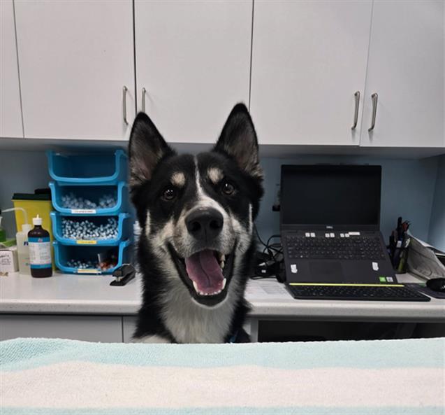 PRINCE, Adoptable, Young Male Siberian Husky & German Shepherd Dog.