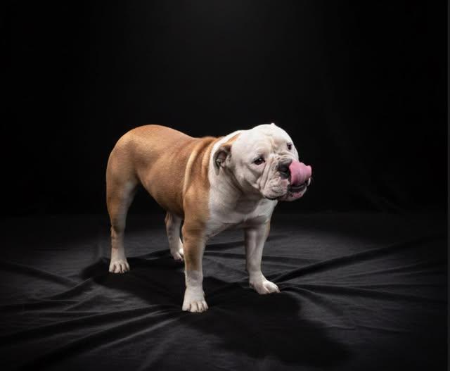 Butterball, adopted, Adult Male American Bulldog.