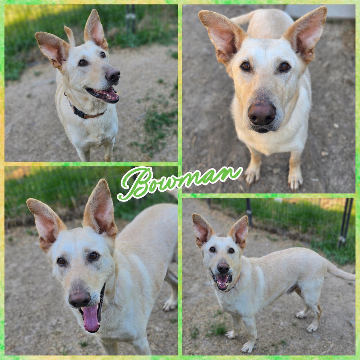Enlarge Bowman , a ADOPTABLE mixed breed in Blacksburg, SC image 1/1