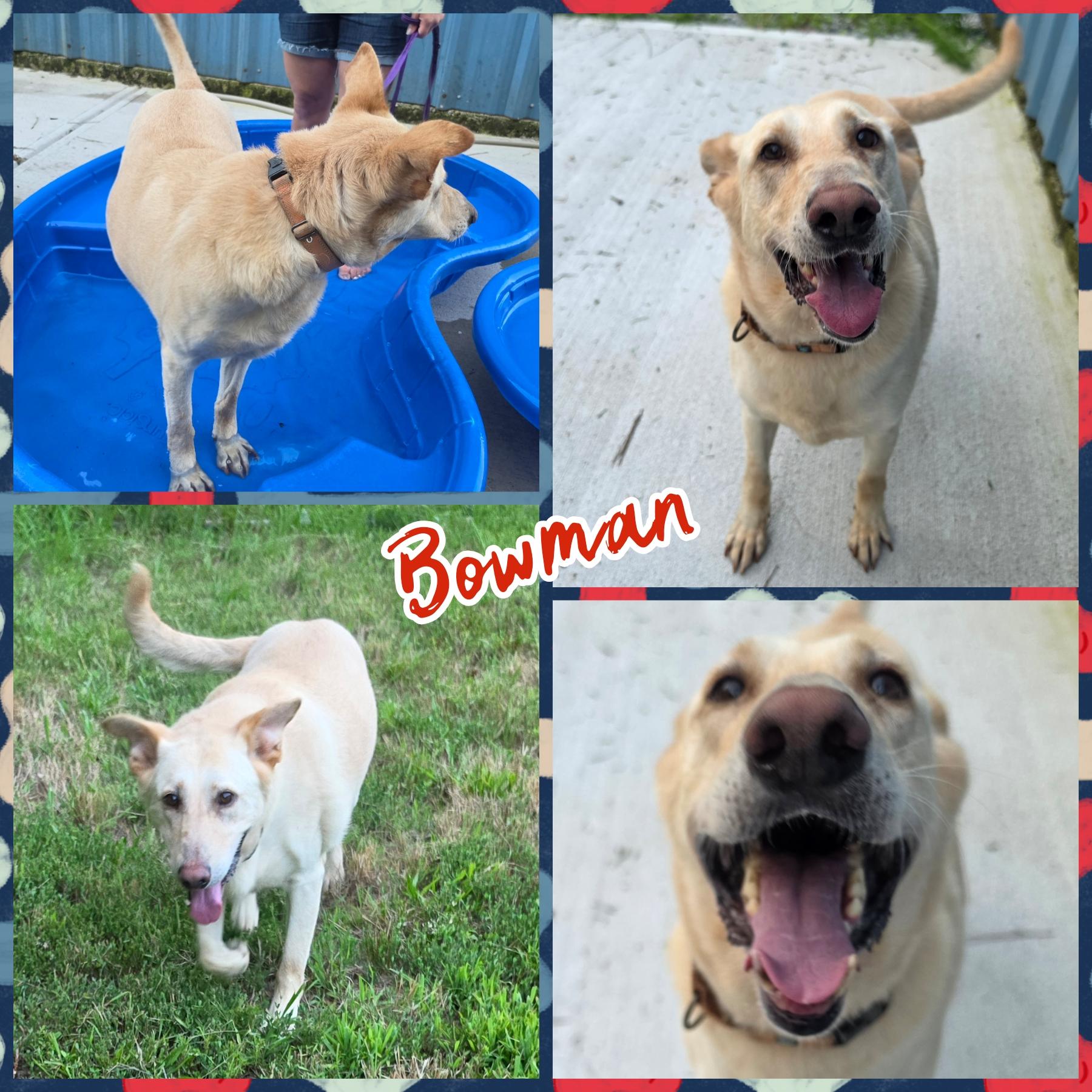Enlarge Bowman , a ADOPTABLE mixed breed in Blacksburg, SC image 2/2