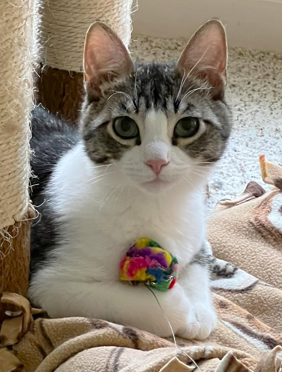 Enlarge Linus, an adopted Domestic Short Hair in Cedar Rapids, IA image 1/6