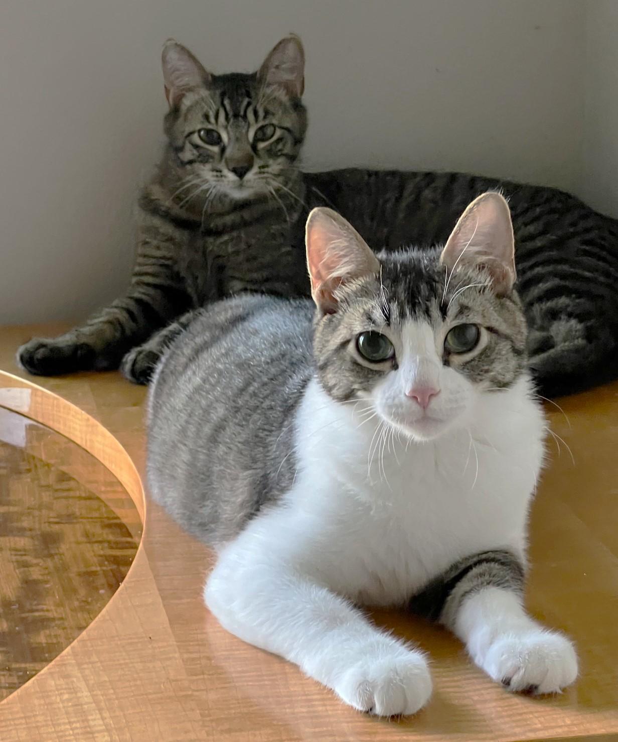 Enlarge Linus, an adopted Domestic Short Hair in Cedar Rapids, IA image 6/6