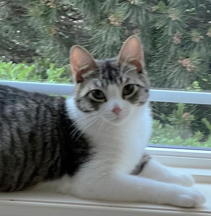 Enlarge Linus, an adopted Domestic Short Hair in Cedar Rapids, IA image 5/6