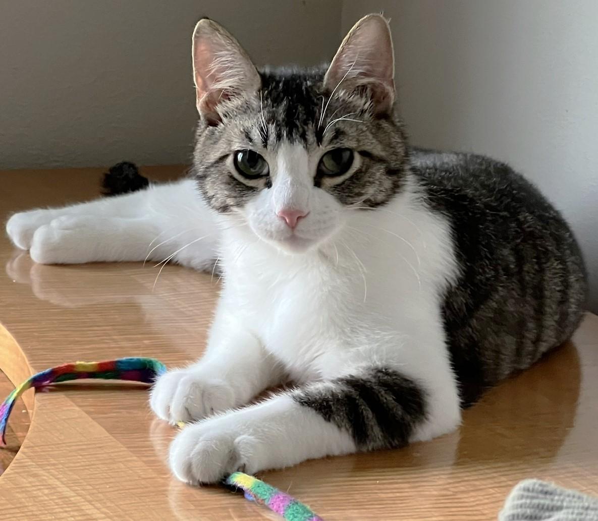 Enlarge Linus, an adopted Domestic Short Hair in Cedar Rapids, IA image 3/6