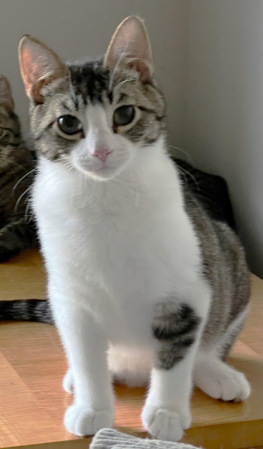 Enlarge Linus, an adopted Domestic Short Hair in Cedar Rapids, IA image 4/6
