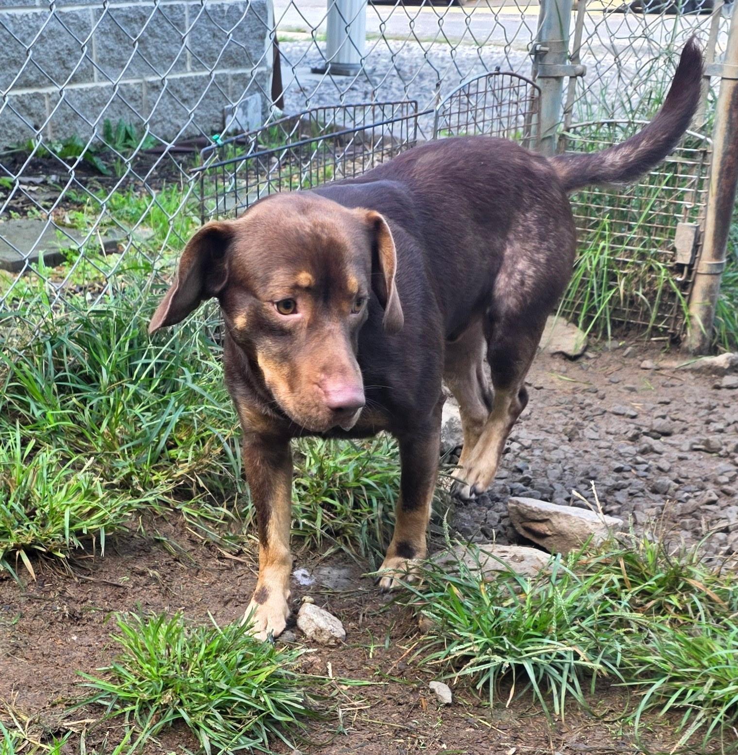 Doobie, Adoptable, Adult Male Basset Hound.