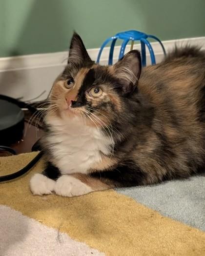 Cyclone, Adoptable, Young Female Domestic Long Hair.