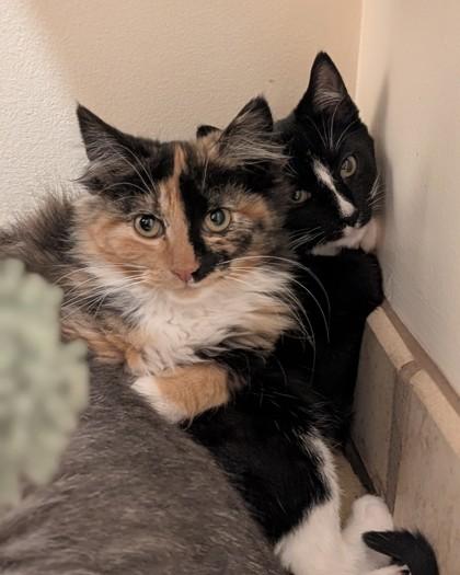 Enlarge Cyclone, a Adoptable Domestic Long Hair in Belleville, MI image 3/3