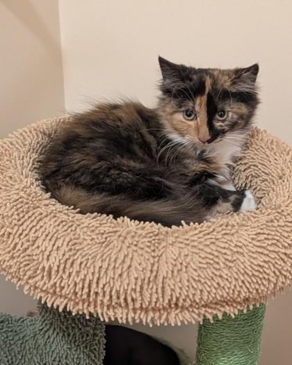 Enlarge Cyclone, a Adoptable Domestic Long Hair in Belleville, MI image 2/3