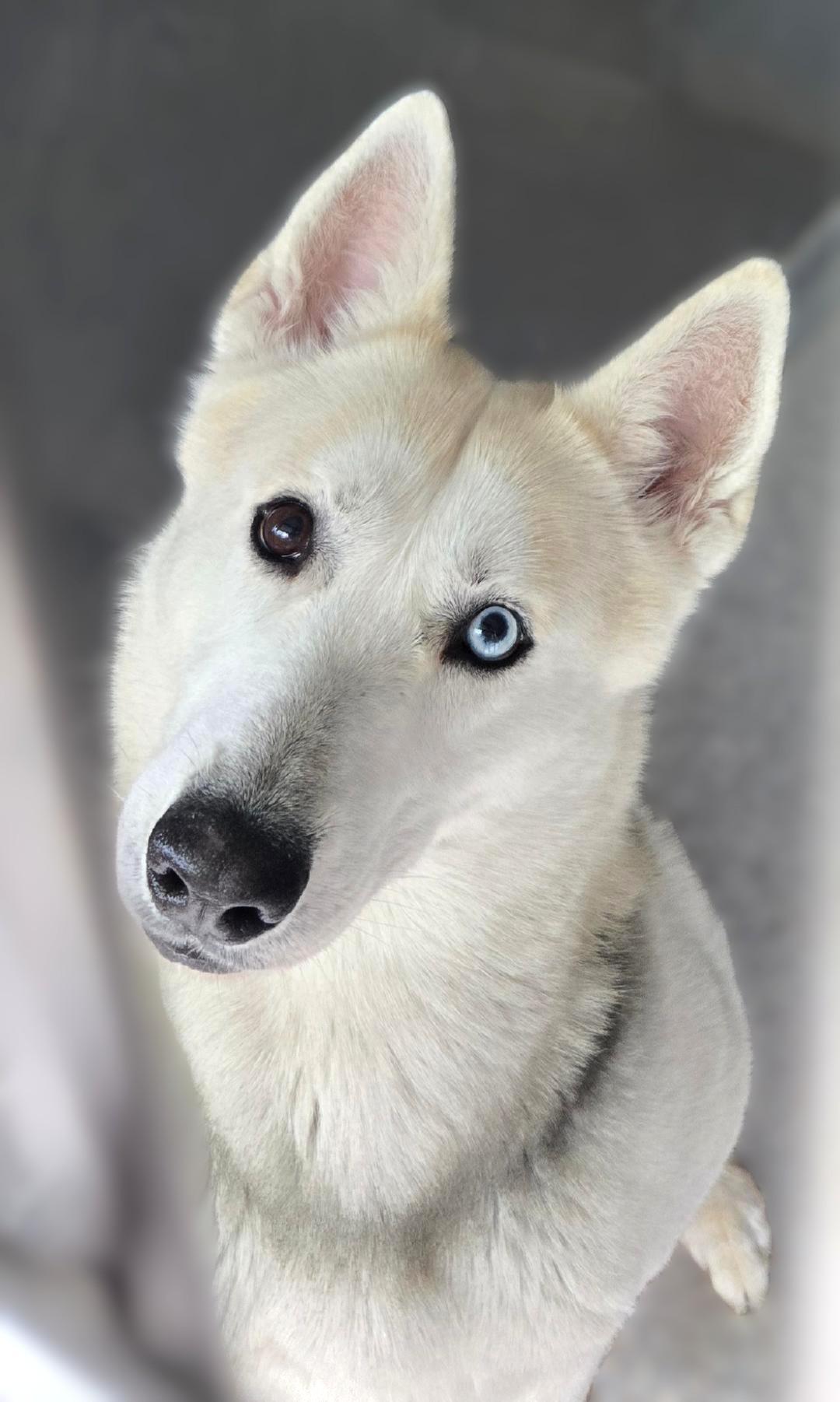 Comet, Adult Male Siberian Husky