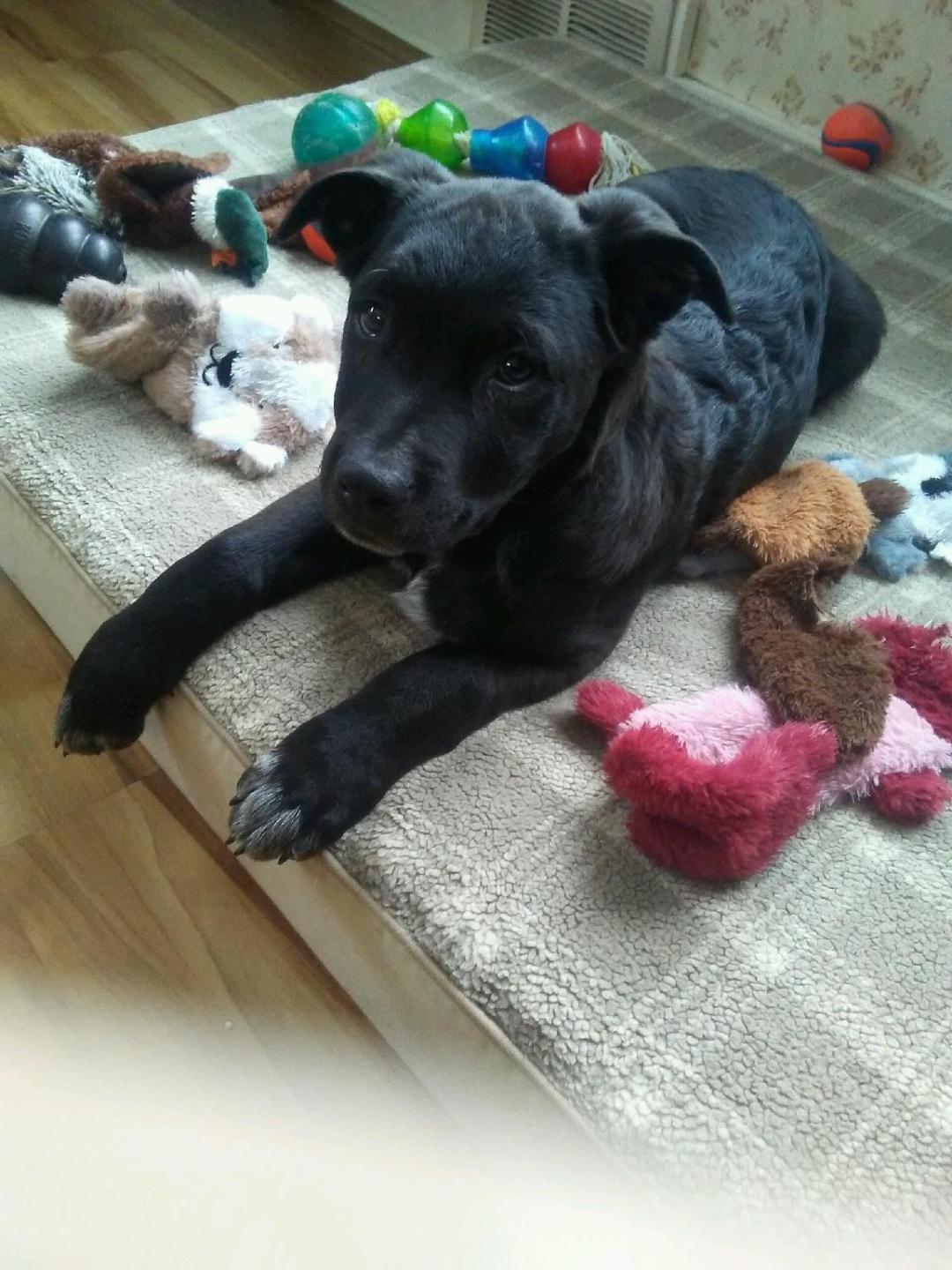 Enlarge Frankie Pending adoption, a Adoptable mixed breed in South Portland, ME image 3/6