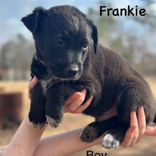 Frankie, Adoptable, Puppy Male Cattle Dog & Retriever.
