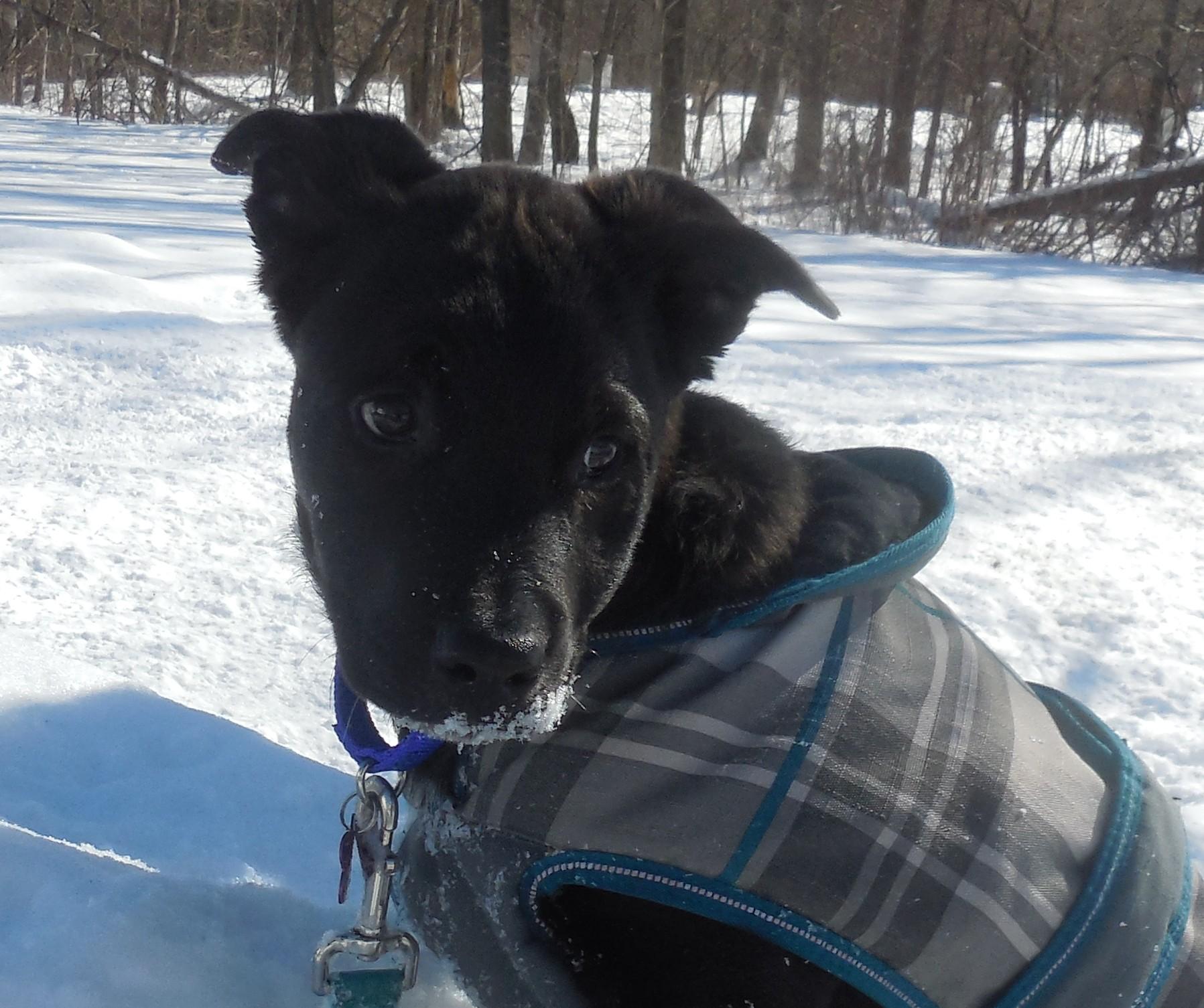 Frankie Pending adoption, Adoptable, Puppy Male Retriever & Cattle Dog.
